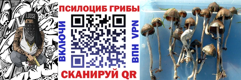 Галлюциногенные грибы Psilocybine cubensis магазин продажи наркотиков Мариинск